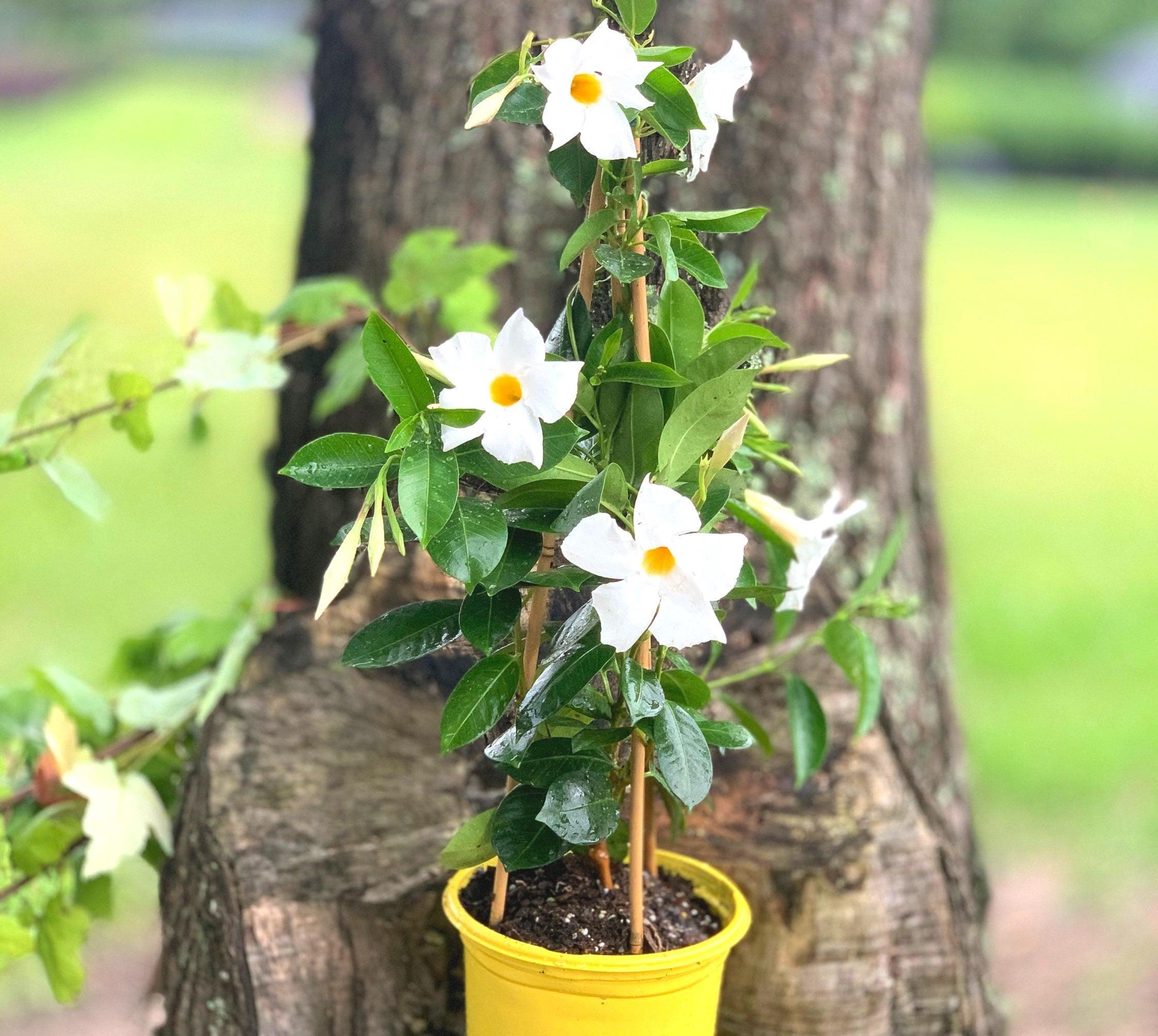 Mandevilla Dipladenia Rocket-trumpet Vine White Blooms (do Not