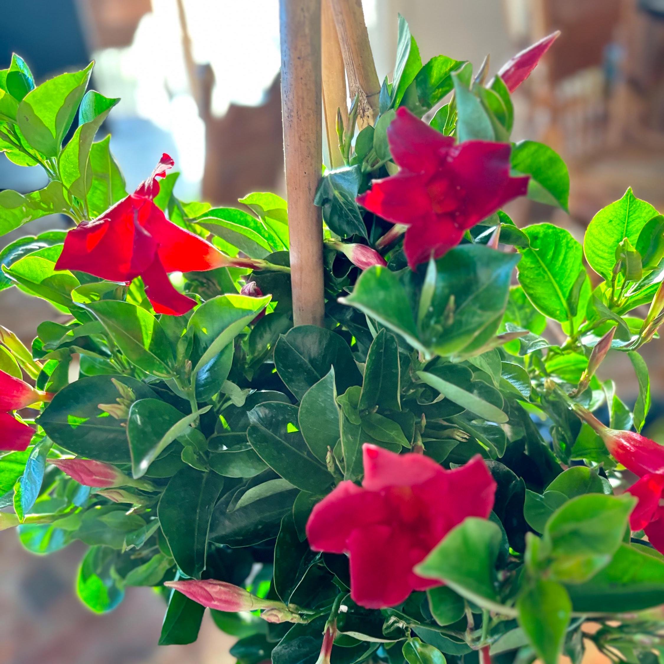 Mandevilla | Dipladenia | Rocket-trumpet | Tropical Red Vining