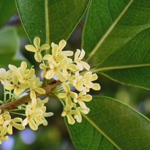 Sweet Olive | Osmanthus Fragrans | Sweet Scent Live Plant  | Free 2-3 oz Plant Food | Free Shipping