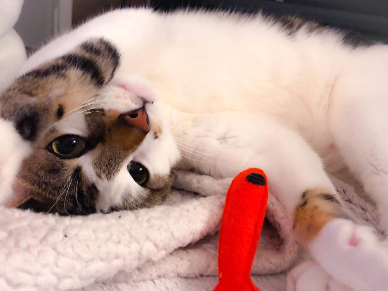 Catnip Fish Toy Cat Toy Set Sardine Fish Toy Gift for Cat Lover