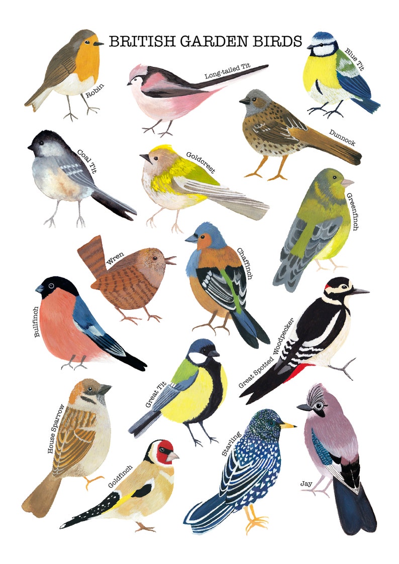 A4 British Garden Birds Posterbirdwatcher Bird Etsy