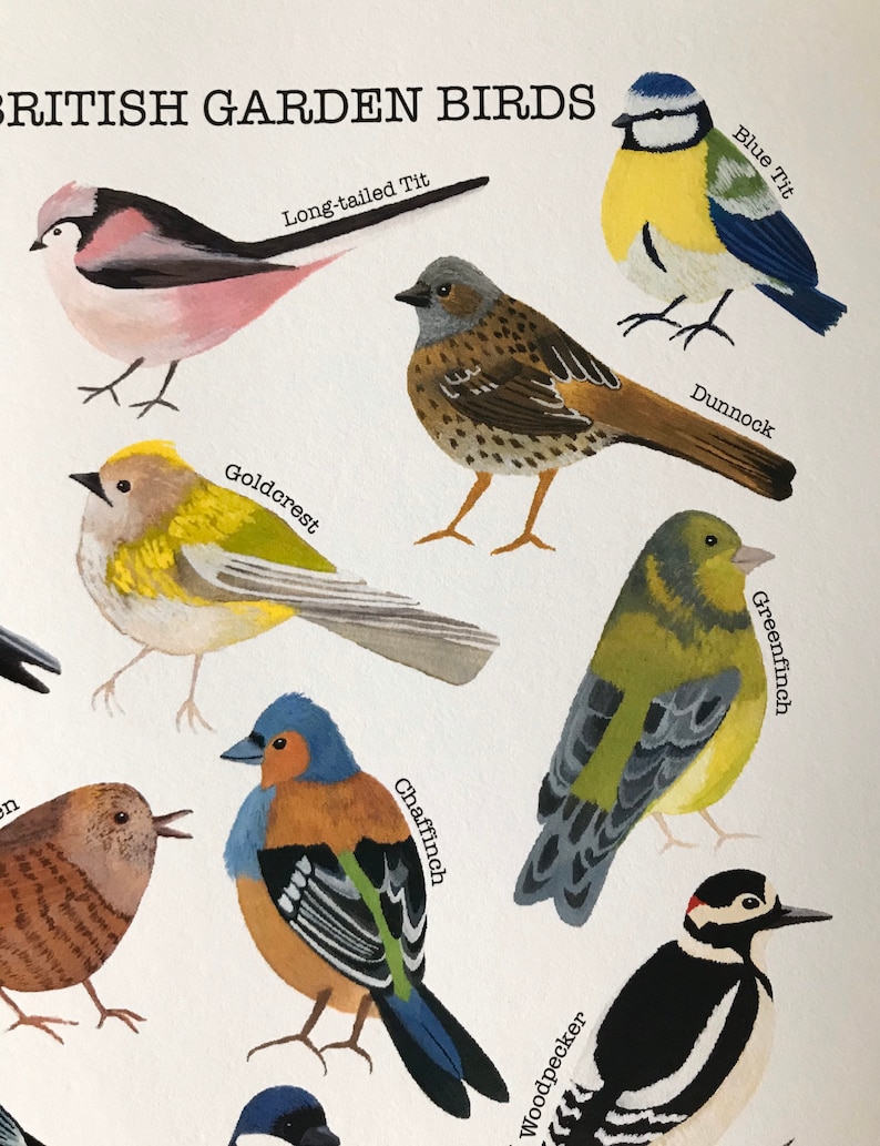 A4 British Garden Birds Poster-birdwatcher Bird - Etsy Sweden