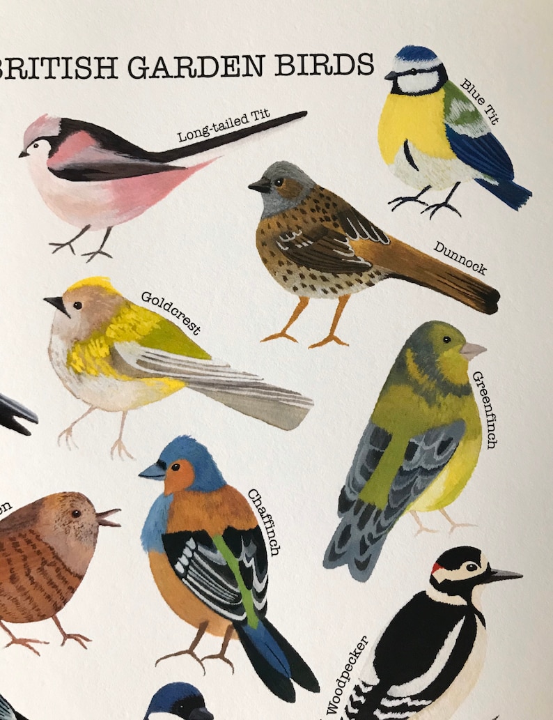 A4 British Garden Birds Posterbirdwatcher Bird Etsy Sweden