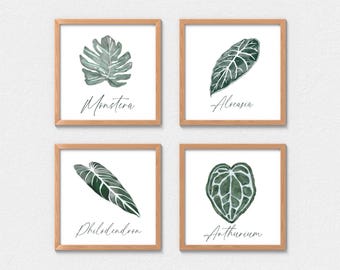 May include: Four framed botanical prints featuring watercolor illustrations of tropical leaves. Each print showcases a different leaf type: Monstera, Alocasia, Philodendron, and Anthurium. The leaves are depicted in shades of green with delicate veining, set against a white background.