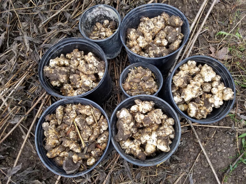 Sunchoke Tubers a.k.a. Jerusalem Artichoke, Sunroot, Helianthus Tuberosus FALL 2023 PREORDERS