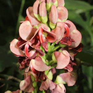 Hopniss tubers (aka Apios americana, groundnut, potato bean, Indian potato, Sagabon, Uli)
