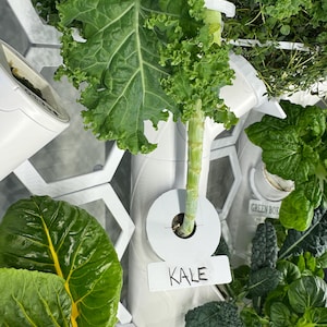 May include: Close-up of a vertical hydroponic garden with various leafy greens. A large kale leaf is prominent, with a white label reading "KALE." Other greens include thyme and bok choy. The system is white with a geometric design.