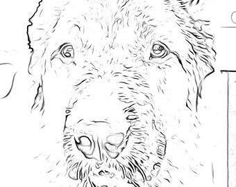 Download Serene Coloring Book By Nicholas F Chandrawienata Indonesia Etsy