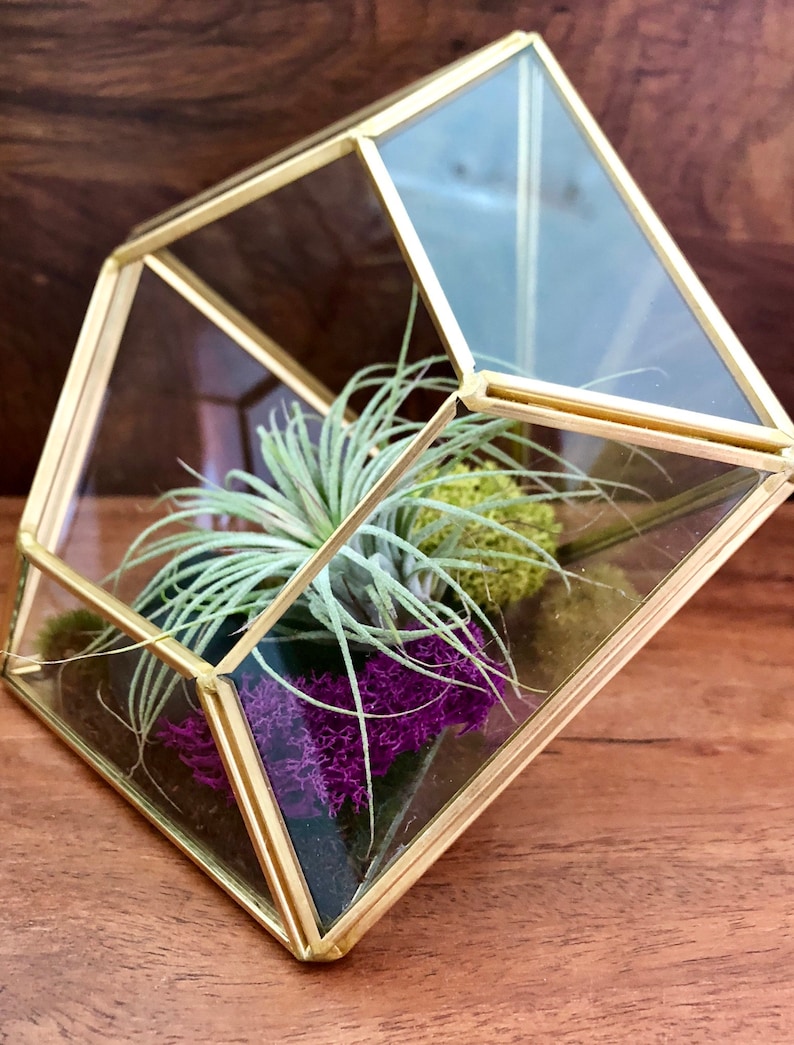 Air Plant Terrarium gift gifts for teacher housewarming cactus garden Succulent terrarium