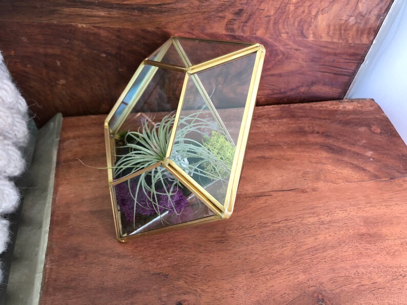 Air Plant Terrarium gift gifts for teacher housewarming cactus garden Succulent terrarium