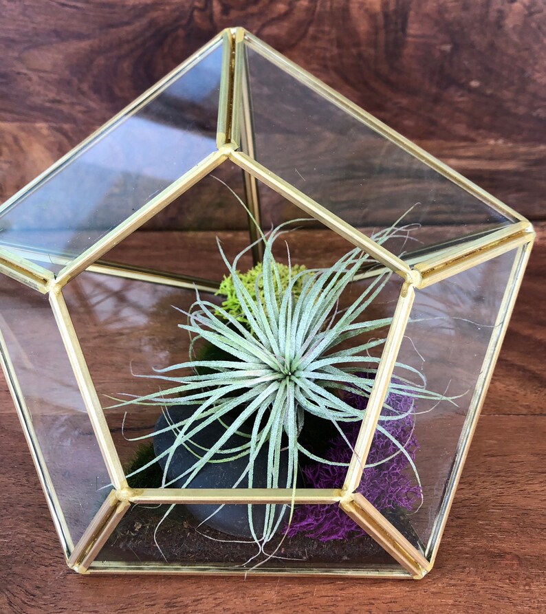 Air Plant Terrarium gift gifts for teacher housewarming cactus garden Succulent terrarium
