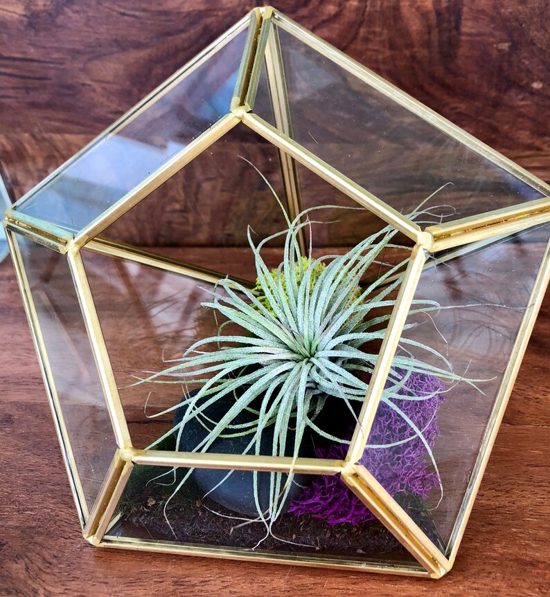 Air Plant Terrarium gift gifts for teacher housewarming cactus garden Succulent terrarium