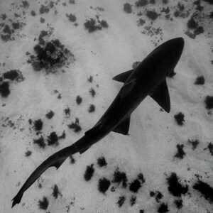Sand Tiger - Fine Art Nature Giclée Print on Hahnemühle Bamboo paper
