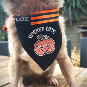 May include: A brown and black dog wearing a black bandana with orange stripes and the text "Moxxie" and "Wicked Cute". The bandana features a cartoon pumpkin with a smiling face.