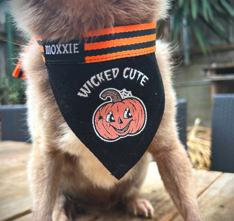 May include: A brown and black dog wearing a black bandana with orange stripes and the text "Moxxie" and "Wicked Cute". The bandana features a cartoon pumpkin with a smiling face.