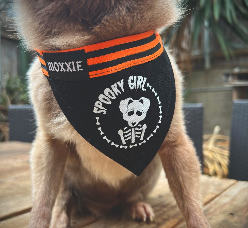 May include: A brown and white dog wearing a black and orange bandana with the text "Spooky Girl" and a white skeleton graphic. The bandana also has the text "Moxxie" on it.