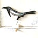 Louise Pearson reviewed Magpie pottery ornament / bird ceramic gift