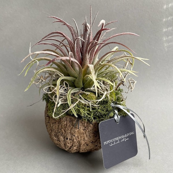 Tillandsia artificielle - plantes durables - fleuristerie permanente - plantes artificielles