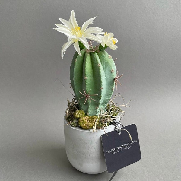 Kaktus mit Blüten I im Betontopf