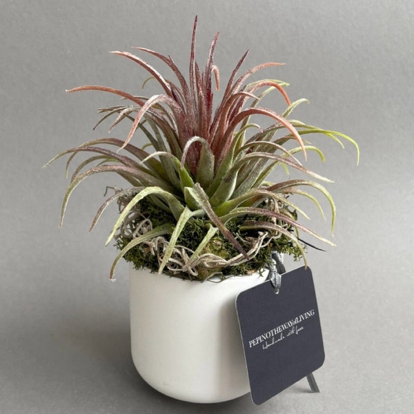 Tillandsia artificielle dans un pot en céramique - plantes durables - fleuristerie permanente - plantes artificielles