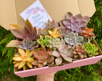 12 Succulent Cuttings Plants Plant Flowers Coloured Gift Pink Australia Succulents