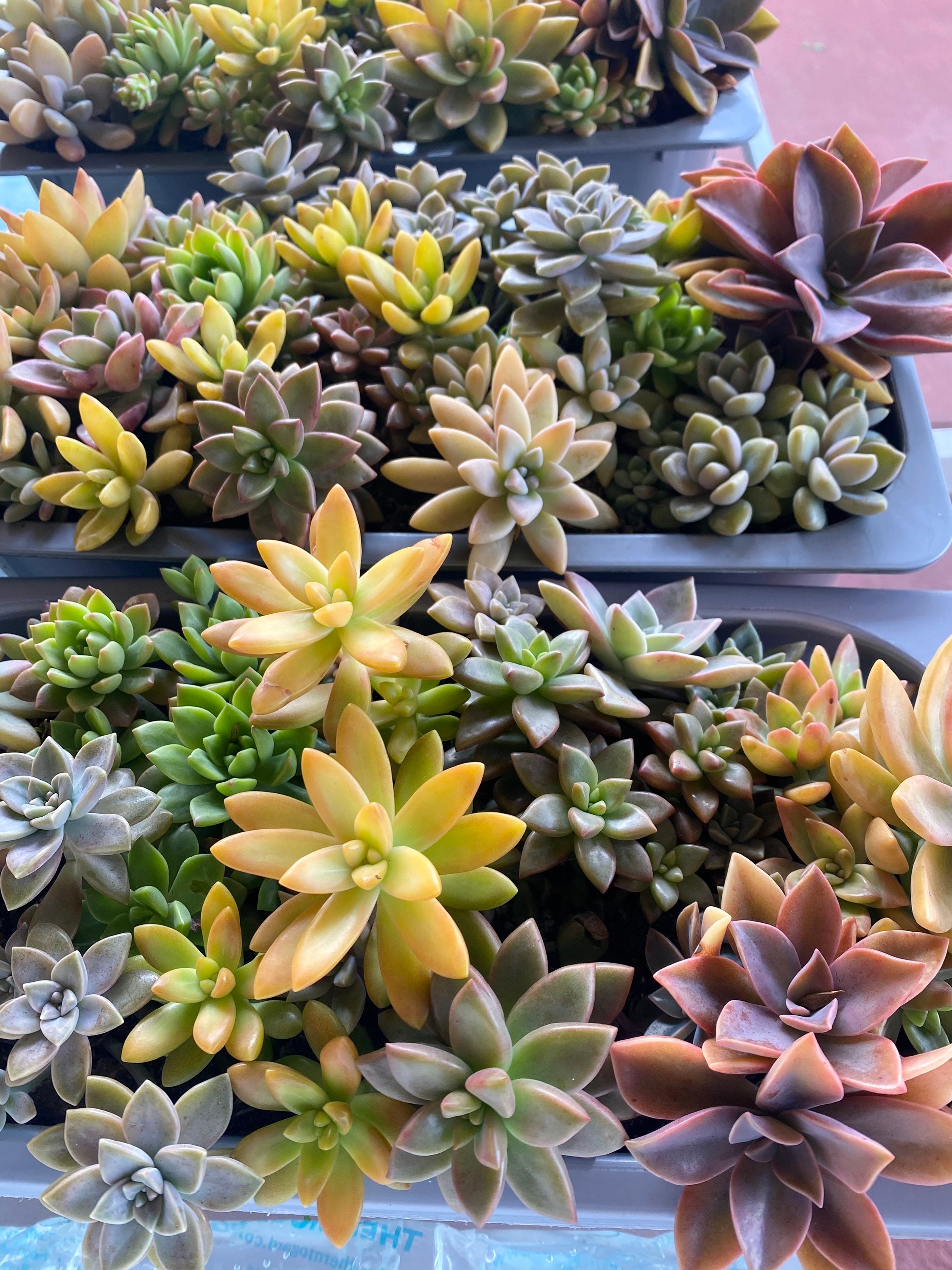 10 Australia Succulent Cuttings Plants Garden Flowers Coloured Etsy