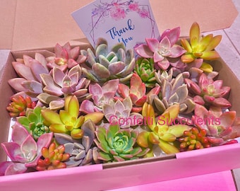 12 Succulent Cuttings # Plants Garden Flowers Gift Pink Bright Rosette Outdoor Colourful Gift Pack Wedding