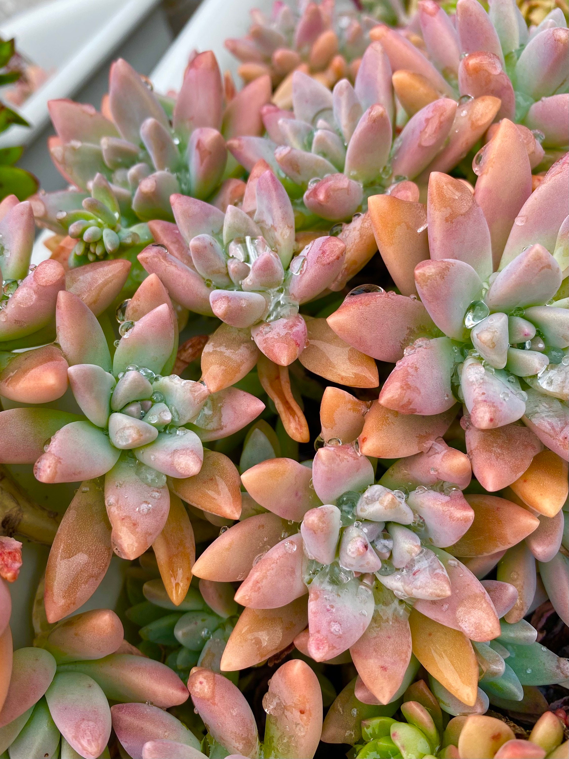 10 Australia Succulent Cuttings Plants Garden Flowers Coloured Etsy