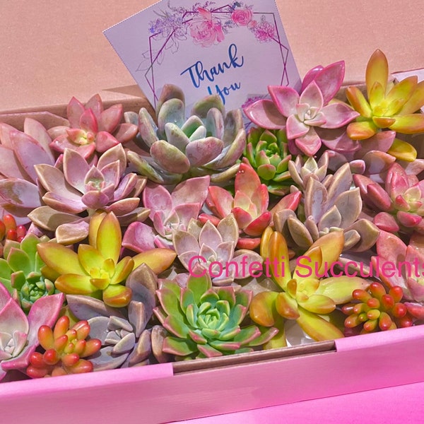 12 Plant Succulent Cuttings Plants Flowers Coloured Gift Pink Australia Succulents