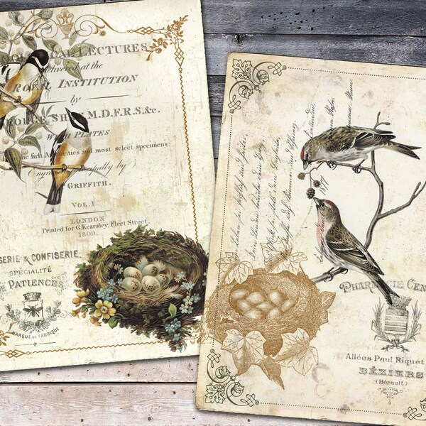 Vintage Birds And Nests Paper, Shabby Bird Paper, Victorian Bird Paper, Spring Printable, Junk Journal, Journal Insert, Digital Download