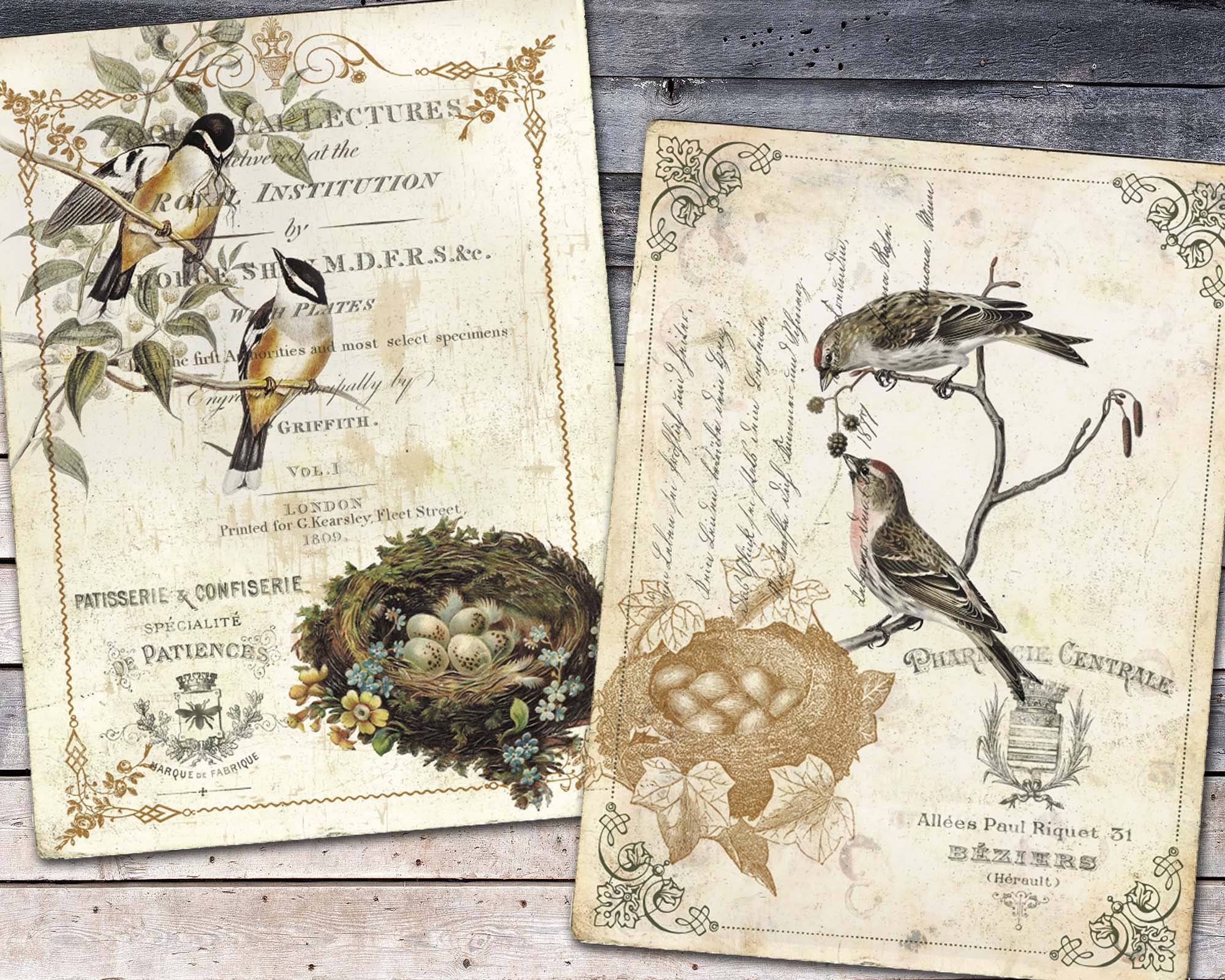 Vintage Birds and Nests Paper Shabby Bird Paper Victorian - Etsy
