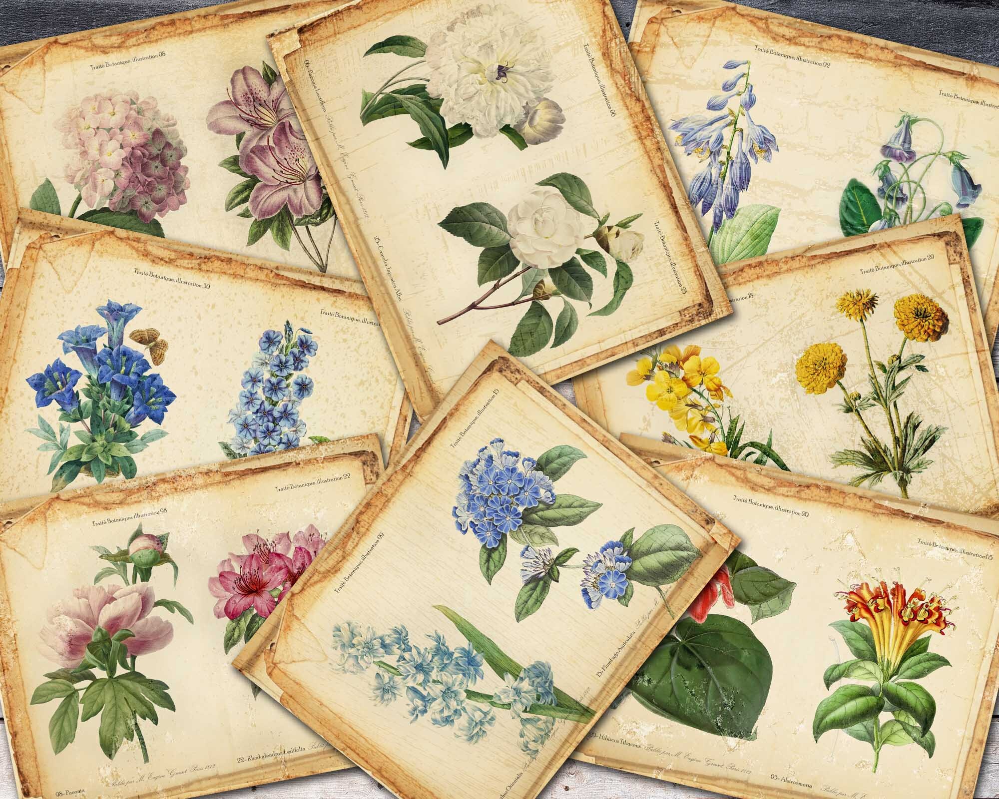 Beautiful Botanical Pages For Journal Vintage Style Etsy