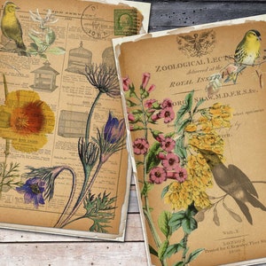 Digital Botanical and Birds Papers for Journals, Printable Bird ...
