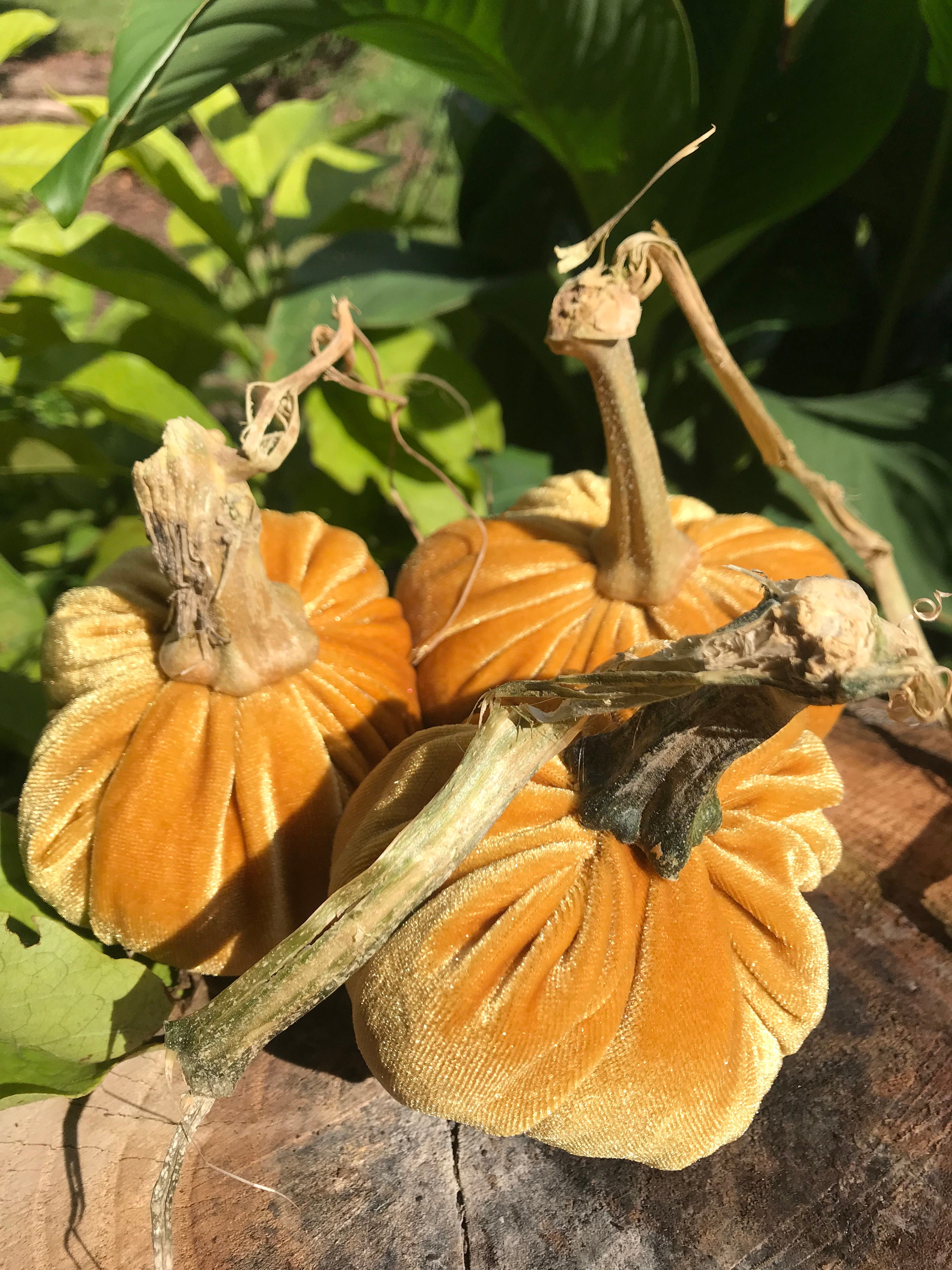Velvet Pumpkins Etsy