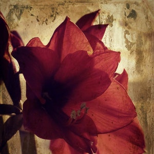 JPG Instant Download Unlimited Personal Use Printable Floral Art Red Home Decor Make Your Own Gift for Christmas Amaryllis Sympathy Print