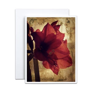 4 x 5 kerstkaart blanco A2 Grief Sympathy Card voor tuinman Rode amaryllis voor Valentijnsdag voor haar aanmoediging Card kous Stuffer