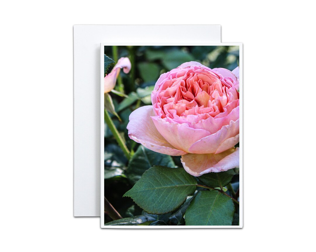 Pink English Rose Notecard - Floral Greeting Card - Etsy