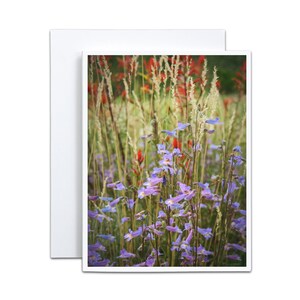 4 x 5 cartes de fleurs sauvages des montagnes, carte de voeux pliée vierge, cadeau inspirant pour la fête des mères, randonnée estivale dans le Colorado, souvenir pour femme