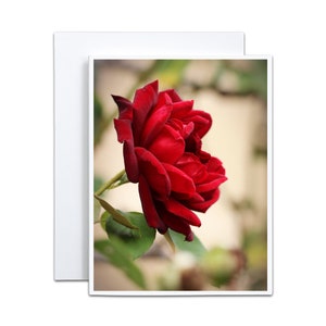 4 x 5 cartes de voeux pliées, roses françaises, carte vierge pour cadeau de mariage pour la Saint-Valentin, cadeau de douche nuptiale pour jardinier, carte d'anniversaire