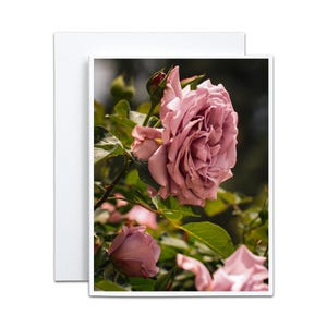 Paarse roos Notitiekaart voor Cottage Garden Cadeau voor Moederdag Wenskaart voor vrijgezellenfeest Bedankt voor Valentijnsdag Engelse bloemen
