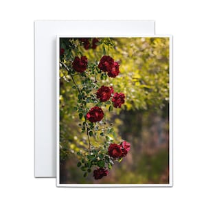 Tarjeta con rosas rojas trepadoras para jardín rural, tarjeta en blanco para el Día de la Madre, tarjeta para San Valentín, regalo de agradecimiento para la anfitriona, para el cultivador de flores.
