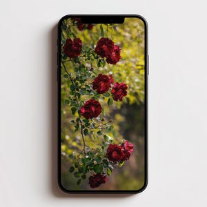 May include: A black smartphone displaying a high-resolution image of deep red roses on a green leafy stem. The screen shows multiple blooming dark red flowers with detailed petals and vibrant green foliage against a soft, blurred natural background.