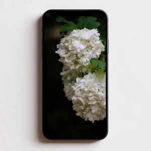 May include: A black smartphone displaying a high-resolution image of white snowball viburnum flowers with green leaves on its screen. The device features a slim bezel and a dark frame, showcasing the floral detail against a deep, dark background.