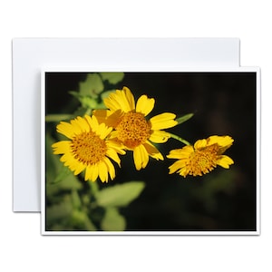Carte tournesol 4 x 5 Carte de voeux vierge pour l'obtention du diplôme Cadeau pour enseignant Inspiration pour un nouvel emploi Cadeau de retraite pour jardinier Encouragement
