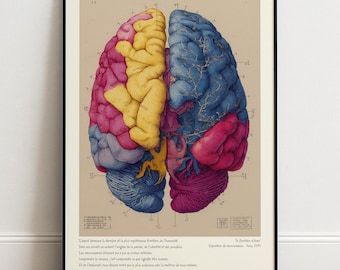Vintage hersenanatomie print, neurowetenschap, anatomische illustratie poster, wetenschappelijk diagram, psychologie kantoorinrichting