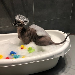 Kotomoda Probiotisches Shampoo für Sphynx Katzen Bild 4