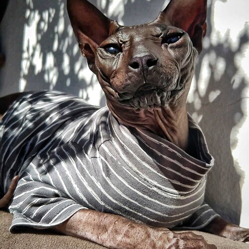 Kotomoda CAT WEAR  cotton t-shirt long sleeves Grey - white stripes
