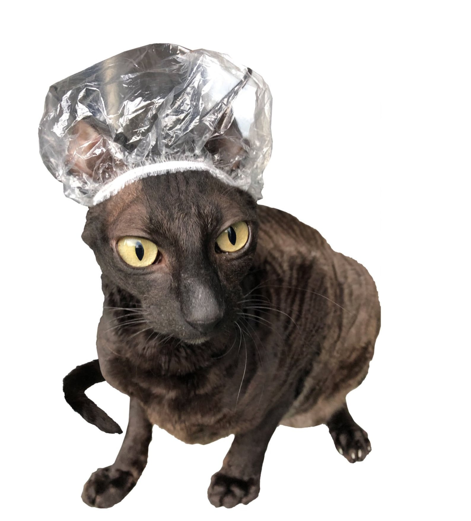 Kotomoda Shower Caps for Sphynx Cats and small pets 20pcs in a Etsy