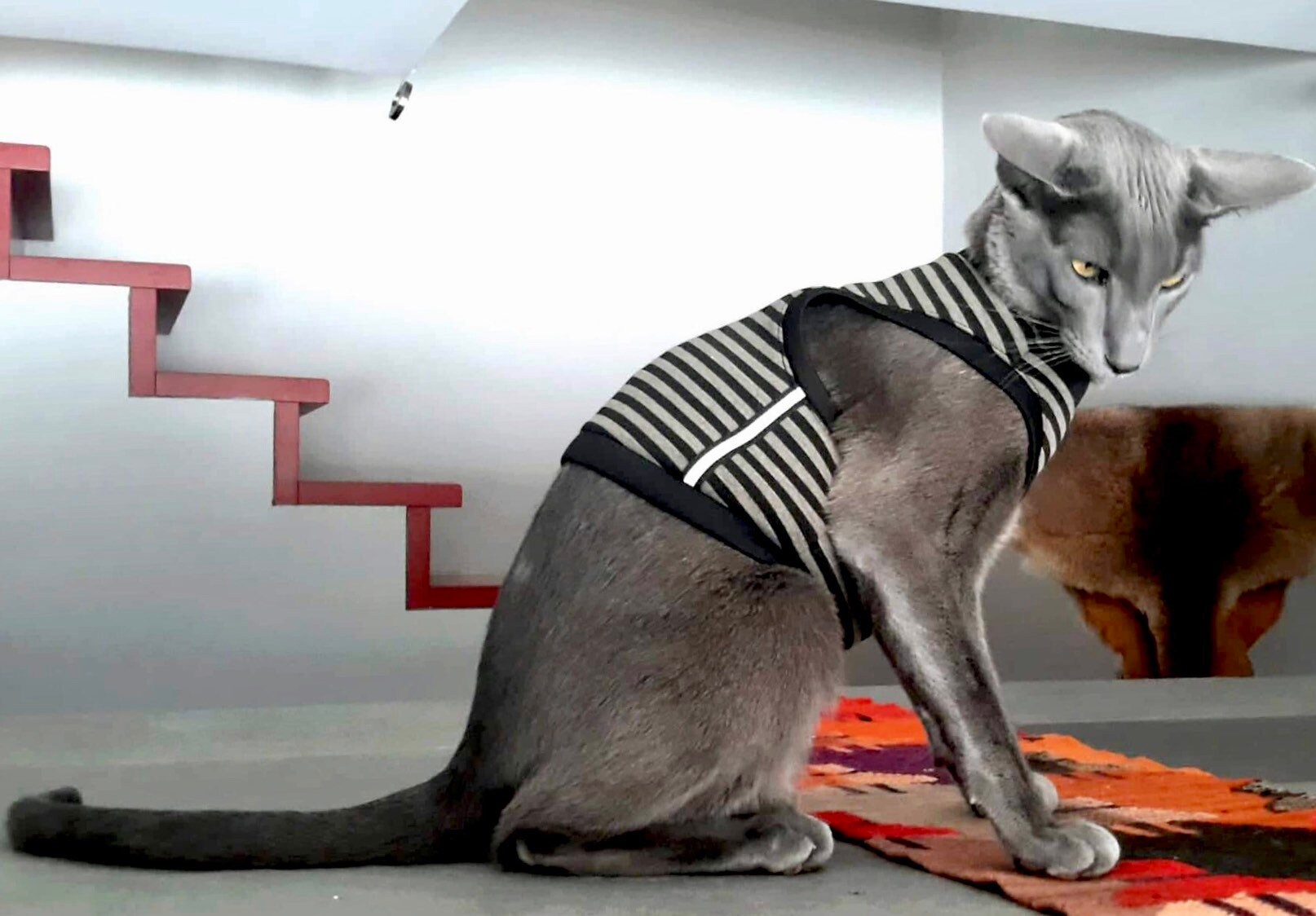 Harness for sphynx cat 2025
