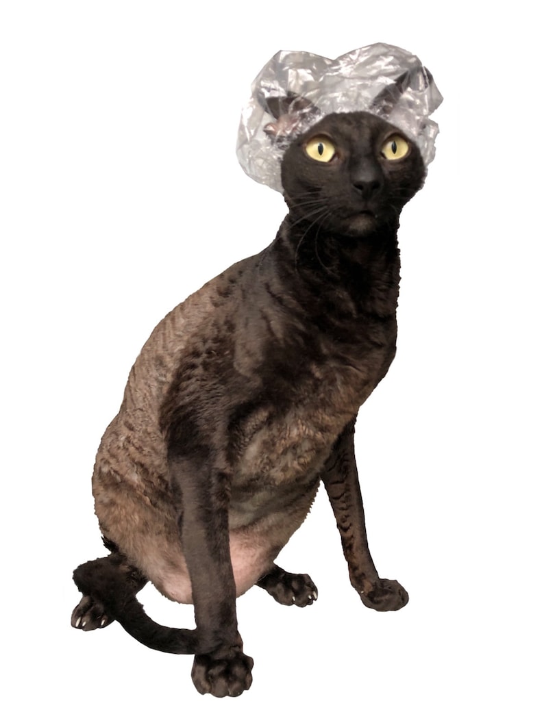 Kotomoda Shower Caps for Sphynx Cats and Small Pets 20pcs in a Etsy